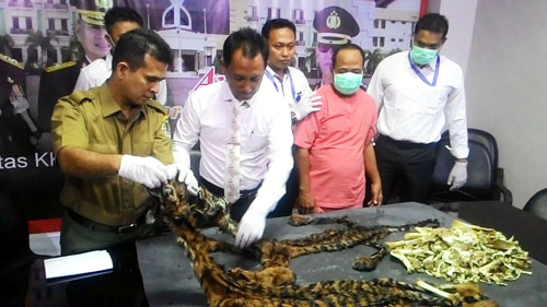 An Agent of Two Tiger Skins and Bone Arrested in Aceh (March 21, 2016) 